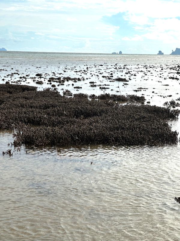 ปะการังริมชายฝั่ง