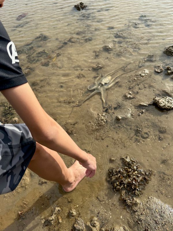 หมึกสาย