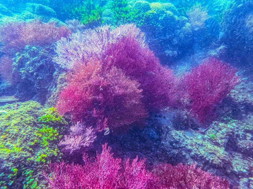 Seafan garden