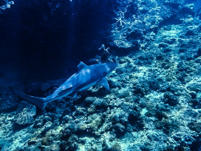 ฉลามครีบดำ เกาะบิดะ