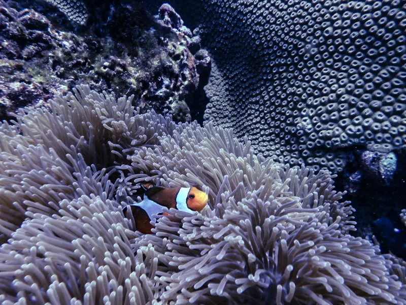 ปลาการ์ตูนส้มขาว นีโม่