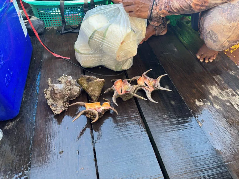 หอยทะเล เกาะหมา