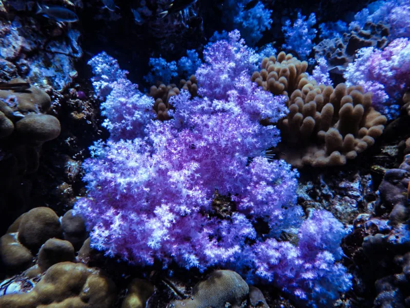 ปะการังอ่อนสีม่วง หินบิดะ
