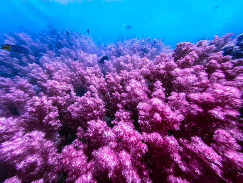 ปะการังอ่อนสีชมพู