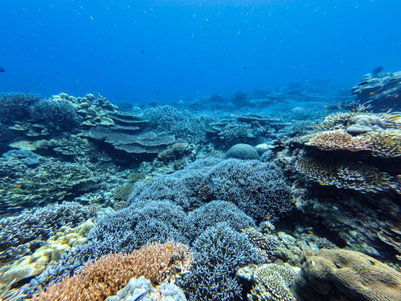 ปะการัง อุทยานแห่งชาติหมู่เกาะสุรินทร์ อ่าวสุเทพ
